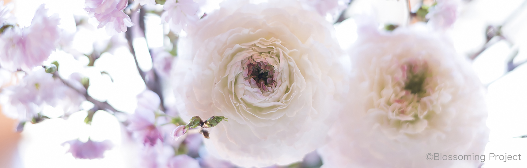  内なる開花をサポートするブロッサミング・プロジェクト  